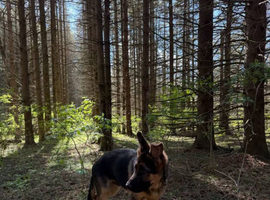 12 Months Old Gsd Male Available