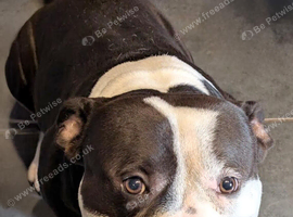Friendly 8 year old bully cross, superb with children.  Looking for loving home to spend his retirement!