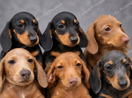 3 girls 3 boys miniature dachshunds
