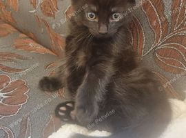 Kittens