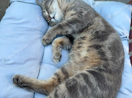 Persian/ mixed breed