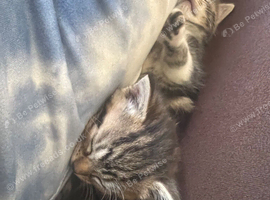 Mixed breed kittens