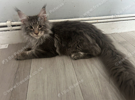 Maine coon boy