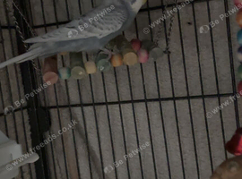 Budgie x2