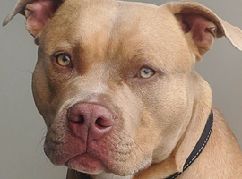 Standard bully for stud
