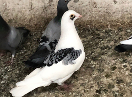 Race pigeons free