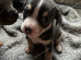 Pocket bully cross