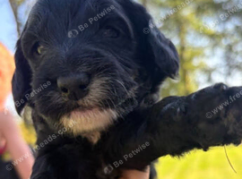 Cockapoo puppies for sale