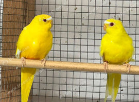 1 pair of lutino elegants.