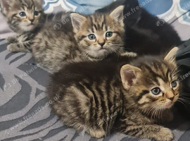 A beautiful litter of 5 kittens British Short Hair