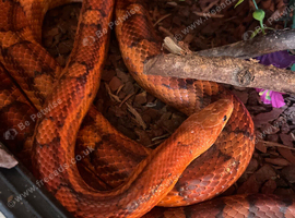 Corn snake