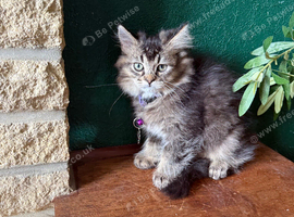 1 Left .. Mainecoon x British Longhair