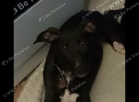 Puppy Black white Greyhound For Sale
