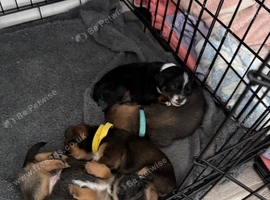 PUG X puppies for sale