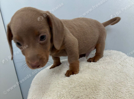 Miniature Dachshund Puppies For Sale
