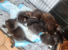 4 kittens for sale