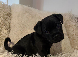 PugX Puppies