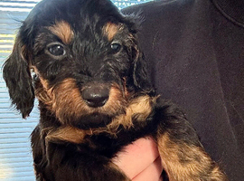 Miniature Dachshunds