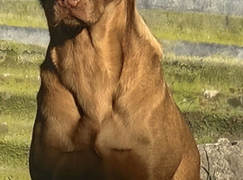 Dudley labrador for stud