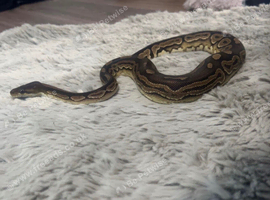 Female cinnamon ball python