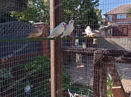 Java sparrow