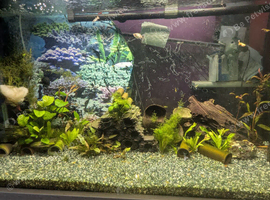 Guppy fry mix