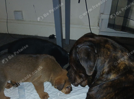 Cane corso x rottwieller pup