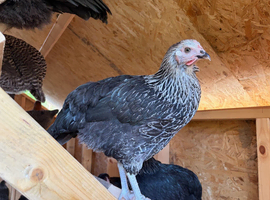 FREE RANGE POL HENS &ndash; AVAILABLE NOW