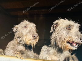 KC reg Deerhound Puppies