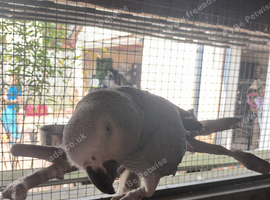 Tame African grey male
