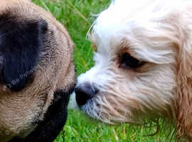 Dog walking Swansea