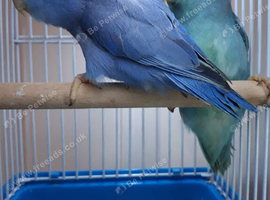Beautiful Parrotlet Pair with small travel cage