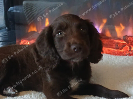 Sprocker puppy