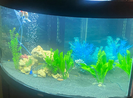 Corner fish tank with equipment and fishes