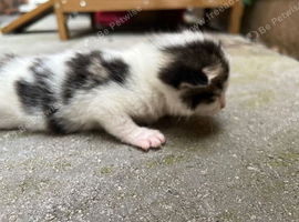 Beautiful kittens looking for their forever homes