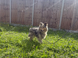 Shetland sheepdog two years old