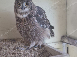 Pair of African spotted eagle owls