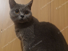 British shorthair female