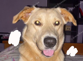 Labrador mixed with golden retriever