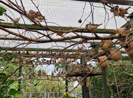 Zebra Finches For Sale