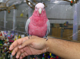 Baby Galah Cockatoo Fully Hand Reared,6