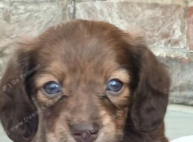 Beautiful miniature dachshunds