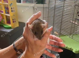 3 gorgeous boys looking for a new home