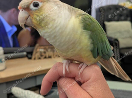 Conure parrot