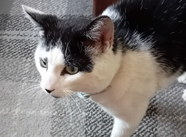 Beautiful  chunky Male Cats