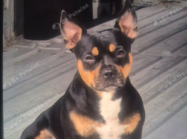 French bulldog/ jack russell