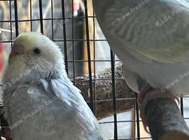 BEAUTIFUL BABY BUDGIES FOR SALE