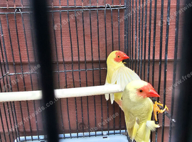 Starfinch