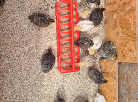 Coturnix quails 3 weeks old