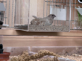 Bengalese Finch